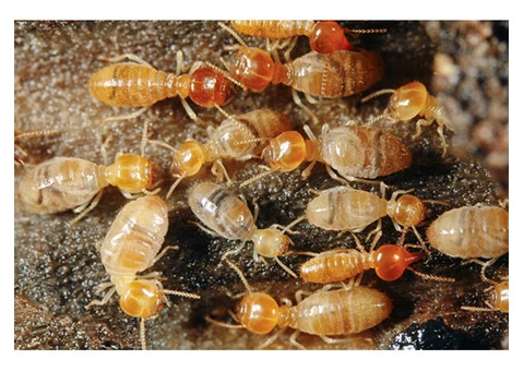 Dudes Termite Control Melbourne - 1/3