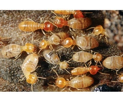 Dudes Termite Control Melbourne