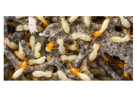 Dudes Termite Control Melbourne - 2/3