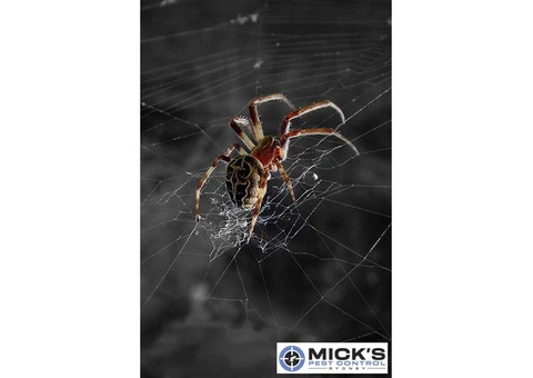 Spider Control Sydney - 3/4