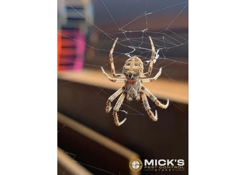 Spider Control Sydney - 4/4