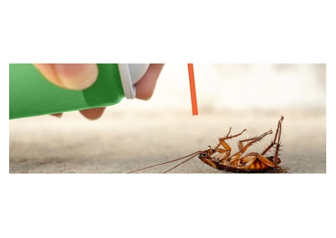 Cockroach Control Hobart - 2/2