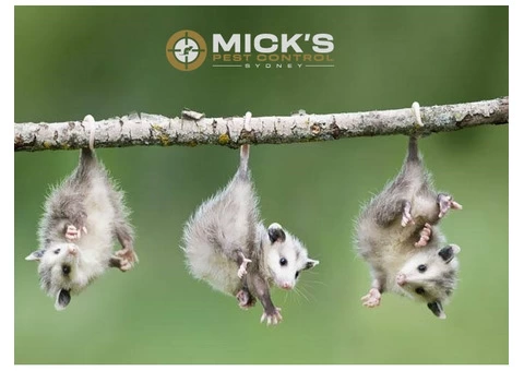 Possum Removal Sydney - 1/8