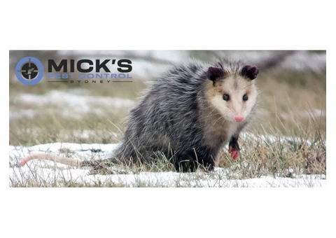 Possum Removal Sydney - 6/8