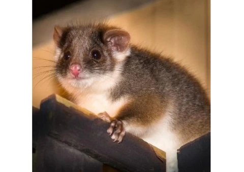 Exit Possum Removal Melbourne