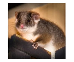 Exit Possum Removal Melbourne