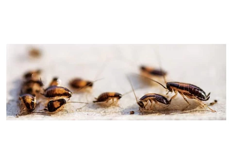 Cockroach Control Adelaide - 2/2