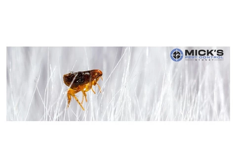 Flea Control Sydney - 2/4