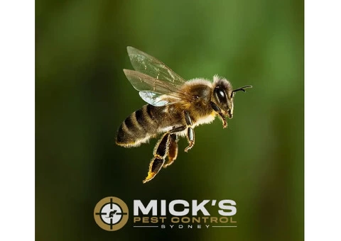 Bee And Wasp Removal Sydney - 1/6