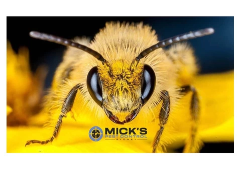 Bee And Wasp Removal Sydney - 6/6