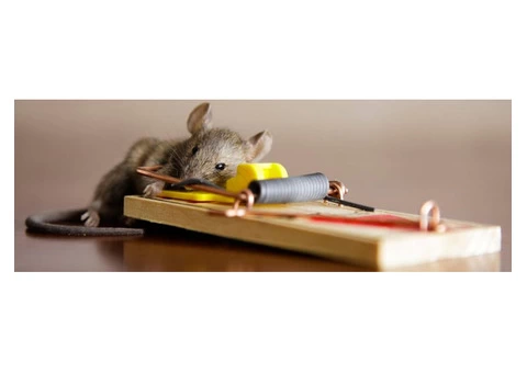 Rodent Control Adelaide