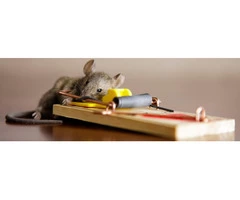 Rodent Control Adelaide