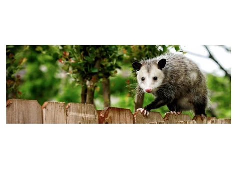 Possum Removal Adelaide - 2/2