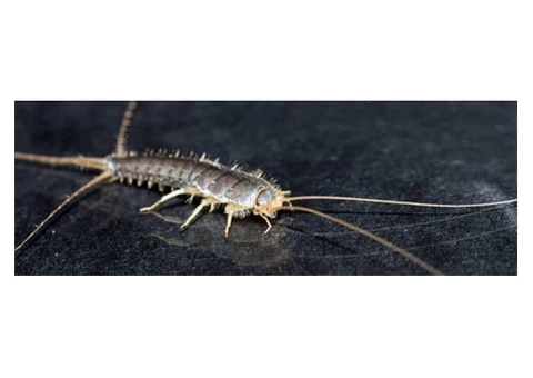 Silverfish Control Adelaide