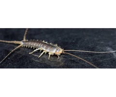 Silverfish Control Adelaide