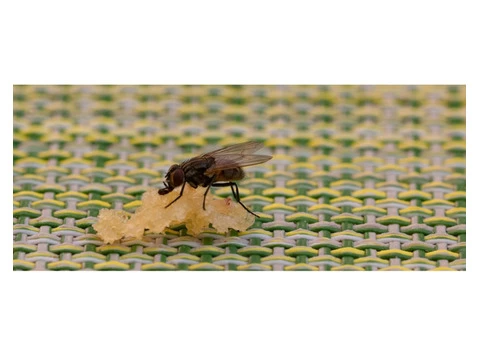 Flies Control Adelaide