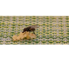 Flies Control Adelaide