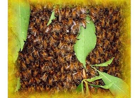 Mick’s Pest Control Brisbane - 1/6