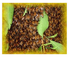 Mick’s Pest Control Brisbane