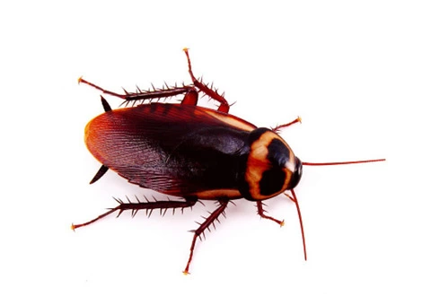 Mick’s Pest Control Brisbane - 3/6