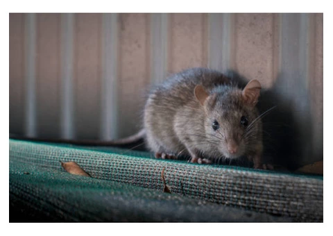 Mick’s Pest Control Brisbane - 4/6