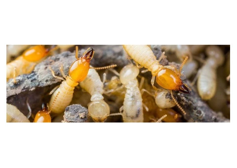 Termite Control Adelaide
