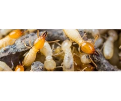 Termite Control Adelaide