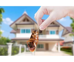 Cockroach Extermination Sydney