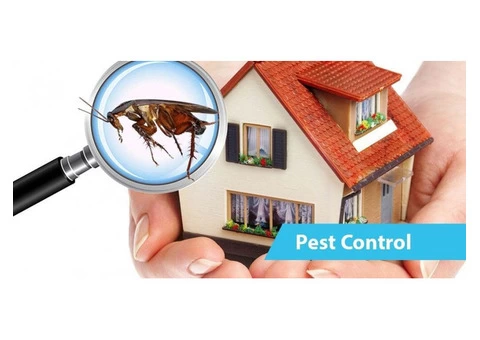 Cockroach Extermination Sydney - 3/4