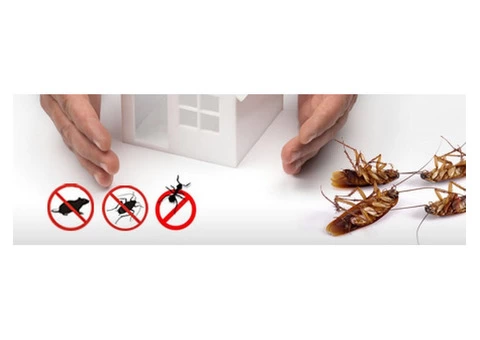 Dudes Cockroach Control Melbourne - 2/3