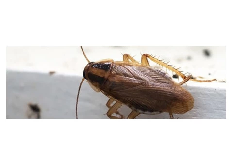 Dudes Cockroach Control Melbourne - 3/3