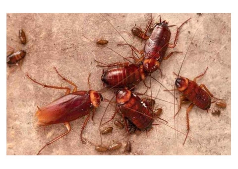 Cockroach Control Perth - 5/6