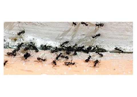 Ant Control Brisbane | Female Choice Pest Control - 2/2