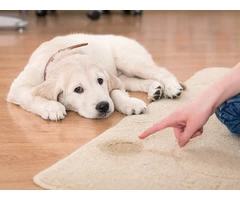 Remove Urine Smell From Carpet Melbourne | 1800 961 338 | Pet Stain Remover