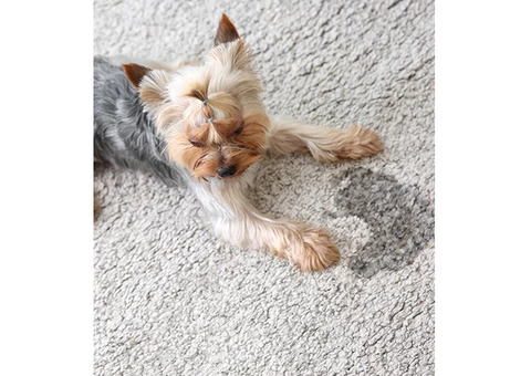 Remove Urine Smell From Carpet Melbourne | 1800 961 338 | Pet Stain Remover - 4/4