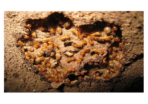CBD Termite Control Adelaide
