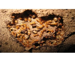 CBD Termite Control Adelaide