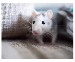 CBD Rodent Control Adelaide