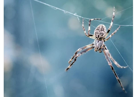 CBD Spider Control Adelaide