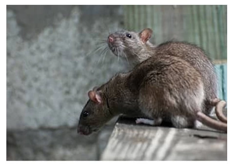 Rodent Control Brisbane - 3/6