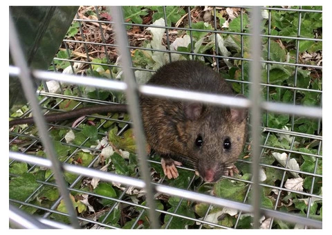 Rodent Control Brisbane - 5/6