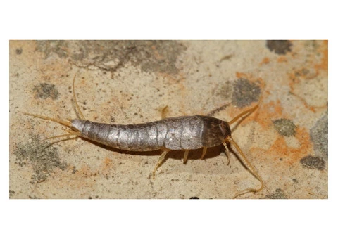 Silverfish Control Brisbane - 4/6