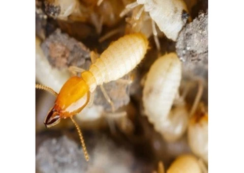 Desperate To Keep Your Storehouse Free From Termite?