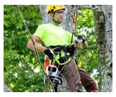 Reliable Tree Service Provider in Melbourne