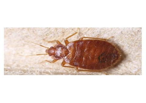 Bed Bugs Control Perth - 2/2