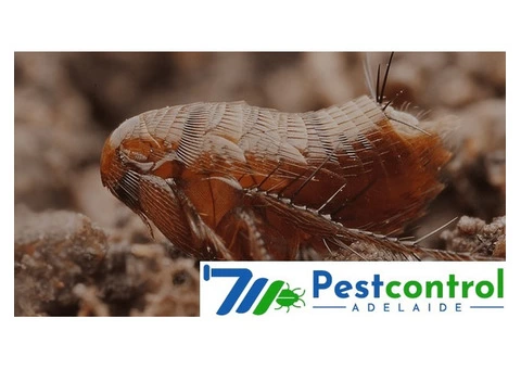 Flea Removal Adelaide - 1/3