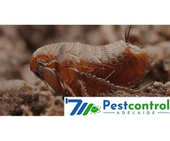 Flea Removal Adelaide