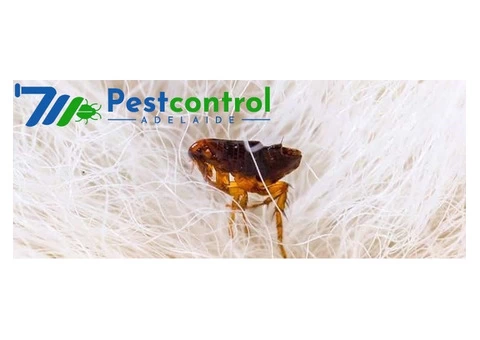 Flea Removal Adelaide - 2/3