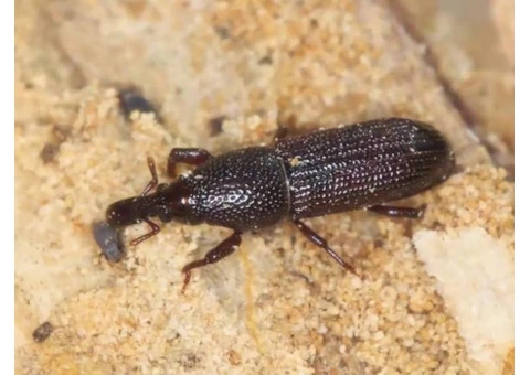 Dudes Borer Control Melbourne - 2/3