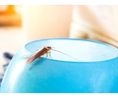 Cockroach Control Perth